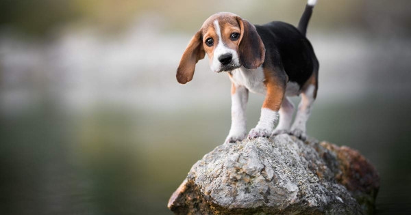 Borítókép: A legegészségesebb ebek: 8 kutyafajta, ami csak ritkán lesz beteg