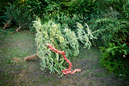 Borítókép: Az idei lopott karácsonyfa
