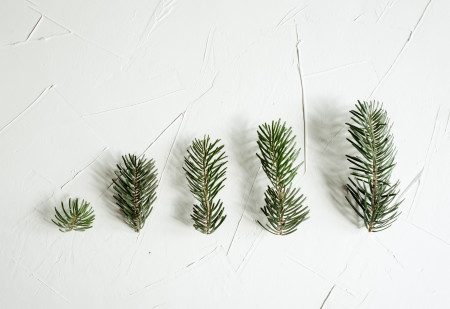 Borítókép: Mit kezdj a tűlevelekkel karácsony után, hogy ne az utcára kerüljenek?