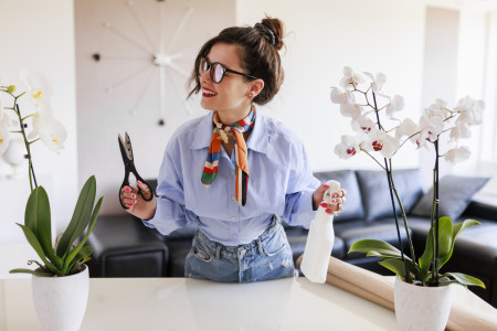 Borítókép: Miért télen virágzik az orchidea?