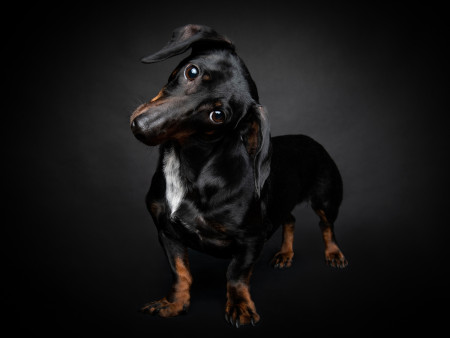 Borítókép: Mire figyelj, ha sötétben sétáltatod a kutyád?