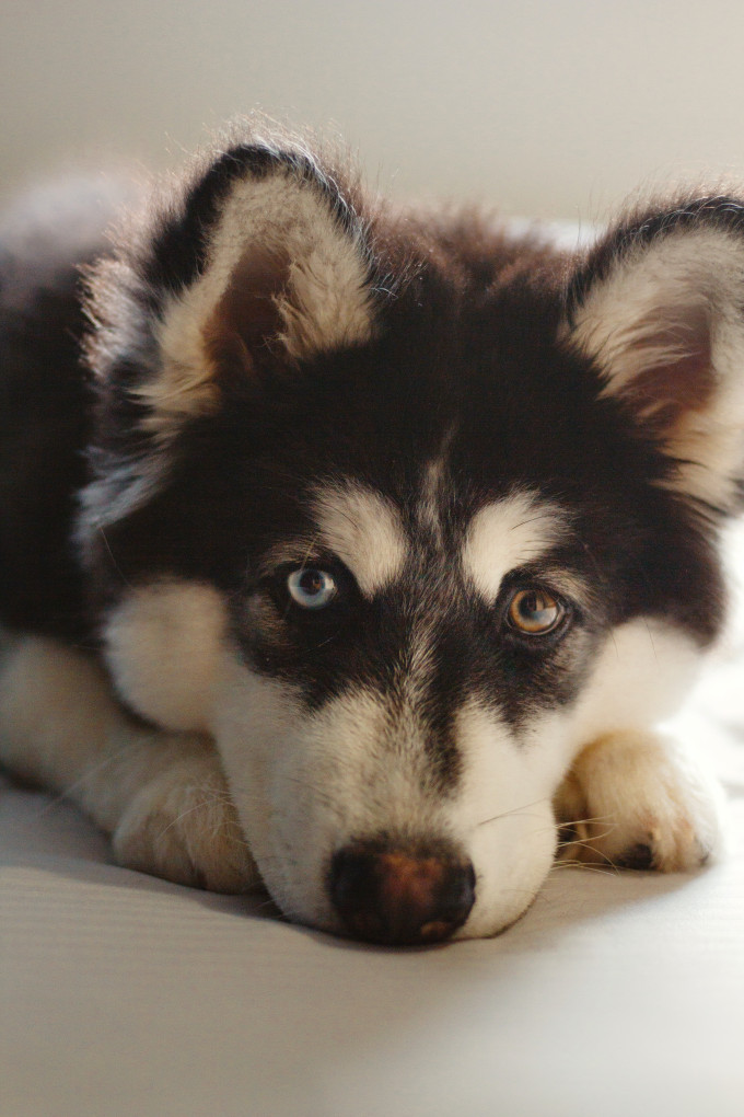 husky