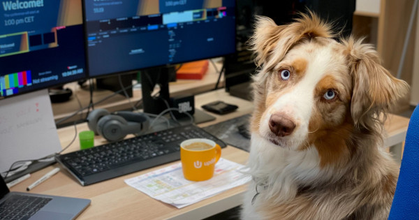 Borítókép: Ezért kellene kutyabaráttá tenni minden irodát: a kollégák is imádni fogják, ha betartjátok ezeket a szabályokat!