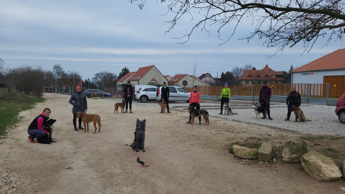 ürömi állatotthon, kutyával futás, önkéntes, állatmenhely,