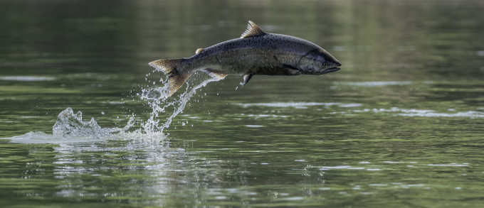 chinook salmon