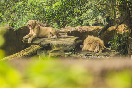 Borítókép: Nagymacskákkal bővült a nagykőrösi élménypark