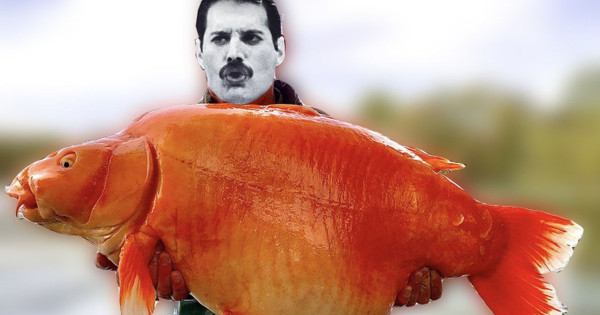 Kép