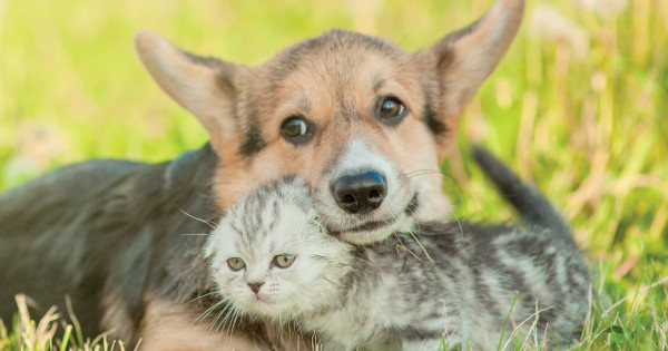 Borítókép: Mancs a bajban – harmadszor rendez országos állateledel-gyűjtést a SPAR