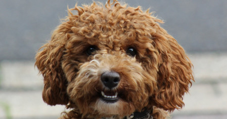 Borítókép: 6 családbarát kutyafajta, ami jó választás gyerek mellé