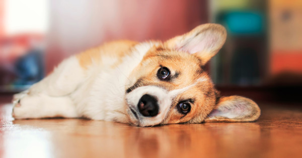Borítókép: 5 jel, hogy a kutyádnak fájdalmai vannak, amit a legtöbb gazdi figyelmen kívül hagy