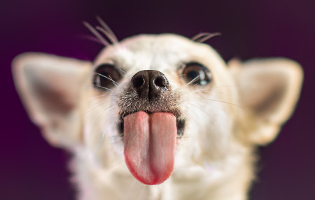 Borítókép: Mutatjuk a világ leghosszabb nyelvű kutyáját: Zoey nyelve majdnem 13 centis!