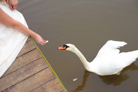 Borítókép: Ezért rendkívül veszélyes a nyári madáretetés: hagyd a kenyeret és a cinkegolyókat!