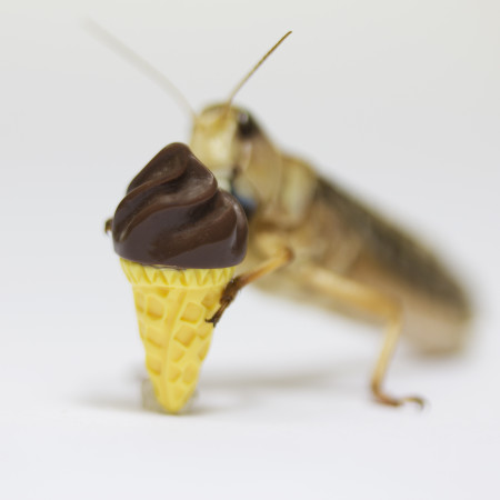 Borítókép: Egy szárított tintahal és egy világítós medúza fagyit kérek! Tényleg léteznek!