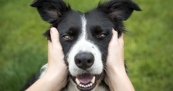 Borítókép: Mindenki azt mondja, hogy pszichopata vagyok, mert utálom a kutyákat - elmondom, mi az oka