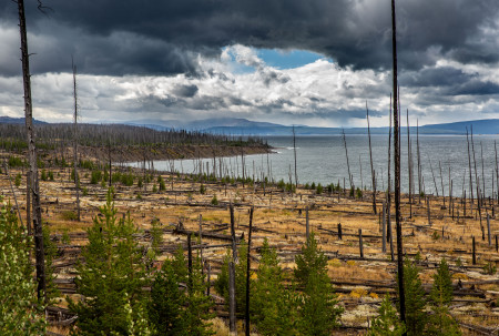 Borítókép: 5 csodálatos mód, ahogyan a növények alkalmazkodtak az erdőtüzekhez: így képesek túlélni