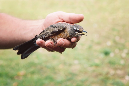 Borítókép: Segítség, sérült madarat találtam! Ne aggódj, mutatjuk mi a teendő!