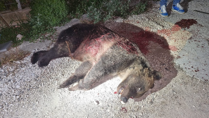 A kilőtt Amarena holtteste, amiről a Nemzeti Park töltött fel képet