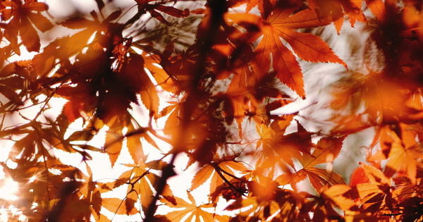 Borítókép: 7 tipp, hogy egyszerűen felturbózd az energiaszinted ősszel