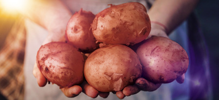 Borítókép: Újabb elismerés a vidéki termesztésű magyar burgonyának! 