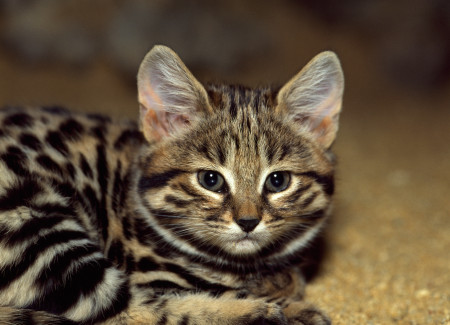 Borítókép: A világ egyik legsikeresebb ragadozója mindössze 2 kg és meglepően aranyos: de ezt az ártatlannak tűnő rovart ő sem szárnyalja túl