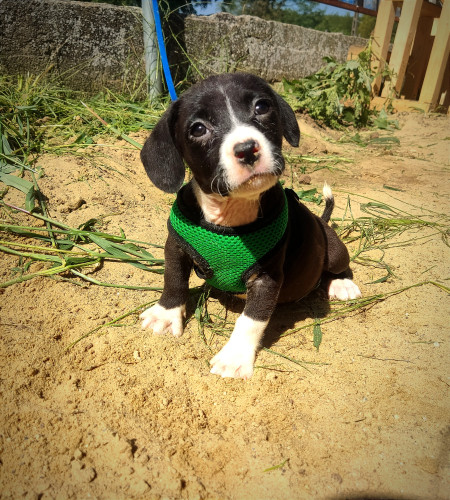 Borítókép: Magassarkúban, kiöltözve is állatot mentenek, ha kell: interjú a Dius Cumizdája Kölyökmentő Alapítvány névadójával