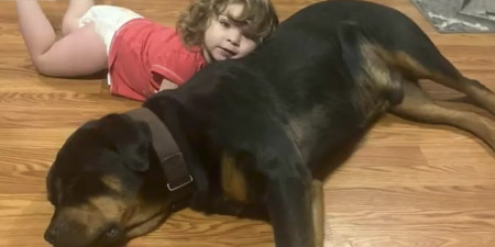 Borítókép: Két kutyája mentette meg a 2 éves kislány életét: közel 5 kilométerre találták meg otthonától