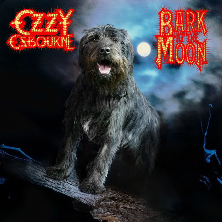 Borítókép: Mindenki fogadjon örökbe egy hírességet: új kampánnyal népszerűsítik az állatok örökbefogadását