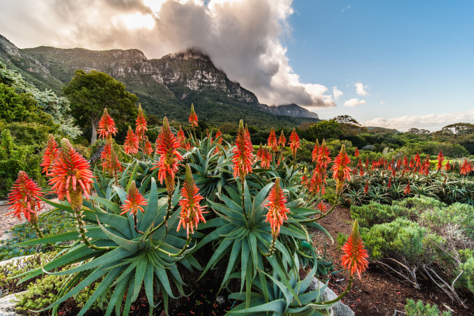Fokvárosban ahol nem az óceán látszik, ott a Table Mountain adja a hátteret. A Kirstenbosch botanikus kertnek különösen jót tesz, hogy ezerméteres sziklafal magasodik mögötte
