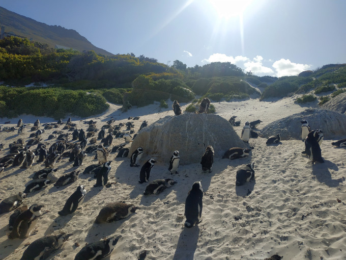 Pingvinek a Boulder Beachen
