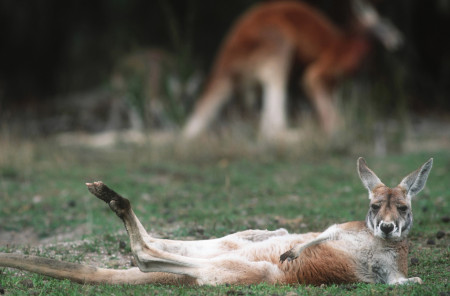 Borítókép: Ezek lettek 2023 legviccesebb természetfotói: magyar győztes is született!