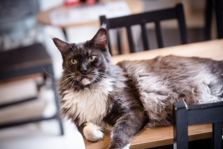 Borítókép: Új hullám a macskanevelésben