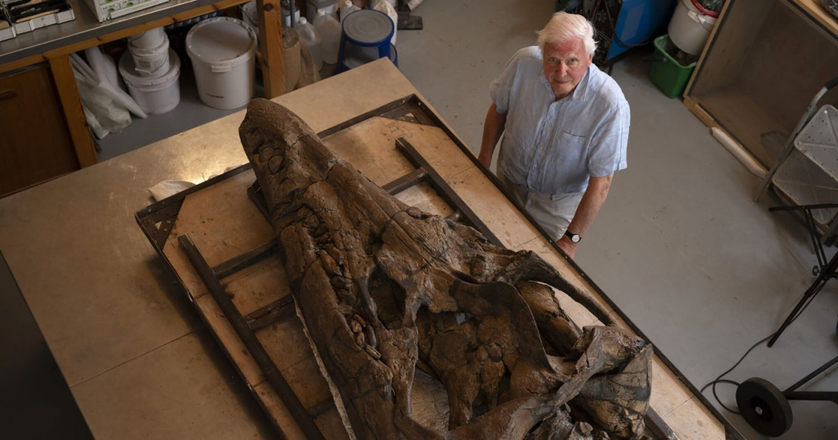 David Attenborough és a plioszaurusz koponyája