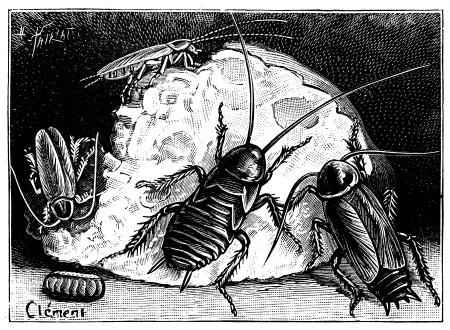 Borítókép: A viktoriánus emberek olykor saját magukat mérgezték: 10 étel, amitől megborzongunk