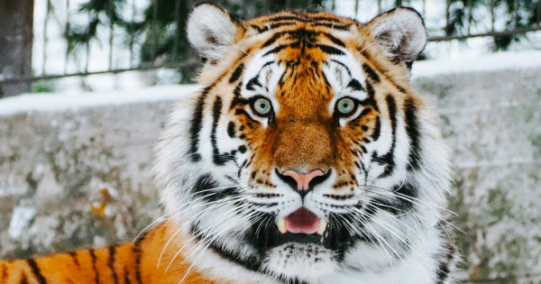Borítókép: Kínai asztrológiai előrejelzés: Ez várható februárban, azaz a Tűz-Tigris hónapjában
