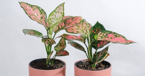 Borítókép: 6 mesés szobanövény, ami nem zöld: ezekkel behozhatod a tavaszt a lakásodba