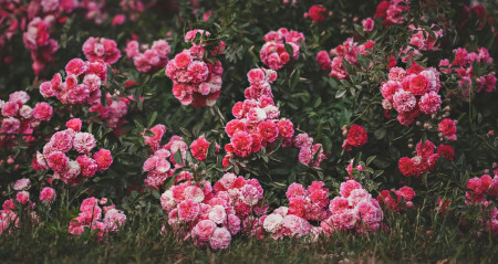 Borítókép: Így kell metszeni a hortenziát és rózsát, hogy gyönyörűen virágozzanak