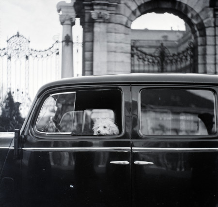 Borítókép: 16 fotó a 20. századi budapesti kutyás életről: bicikliző Csodakutya Óbudán és hippi pulikutya 