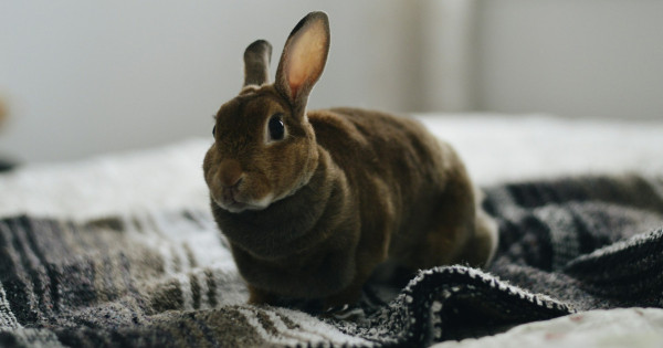Borítókép: A csillagjegyek élete hatalmas változást vesz márciusban a kínai asztrológia szerint: ez vár rád a Tűz-Nyúl havában!