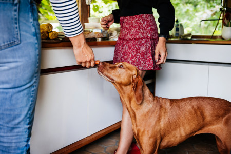 Borítókép: Nem csak a csoki tilos: 6 mérgező dolog, amit sose adj a kutyádnak, mert az életébe is kerülhet az állatorvosok szerint!