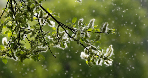 Borítókép: 4 természetes gyógymód az allergia ellen, ami tényleg csökkenti a tüneteket