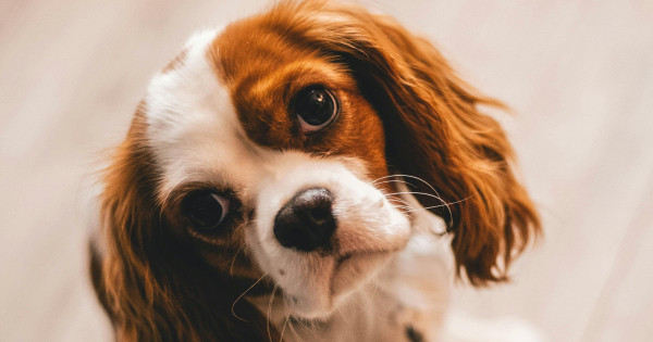 Borítókép: Nem csak a csoki tilos: 6 mérgező dolog, amit sose adj a kutyádnak, mert az életébe is kerülhet az állatorvosok szerint!