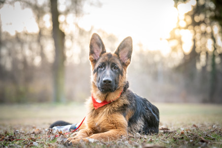 Borítókép: A kiszolgáltatott állatok számítanak a segítségükre.