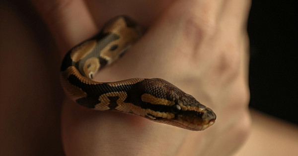 Borítókép: 4 állatjegy, akit hatalmas szerencse ér májusban: ez vár ránk a Föld-Kígyó hónapjában az asztrológus szerint!