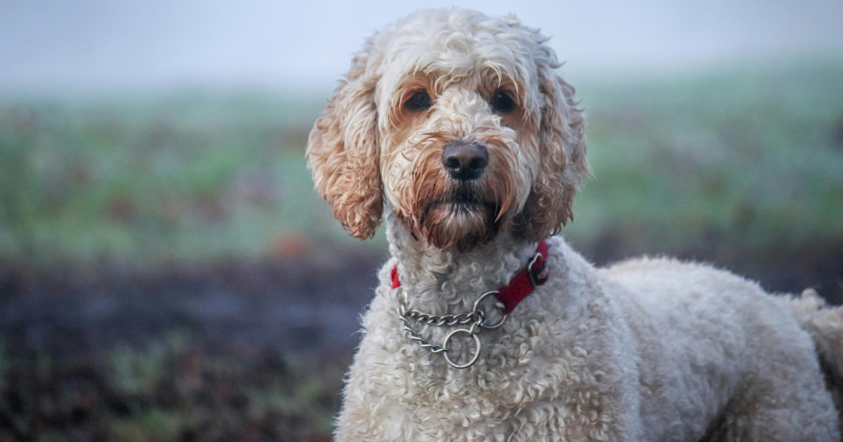 Borítókép: A labradoodle tenyésztője megbánta, hogy Frankensteint teremtett: 20 designer kutyafajta, amit sajnos sokan imádnak