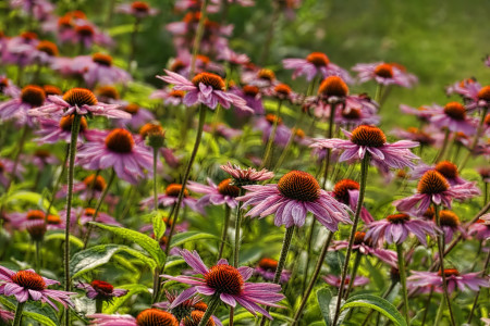 Borítókép: 17 csodaszép szárazságtűrő növény, ami szinte mindent kibír
