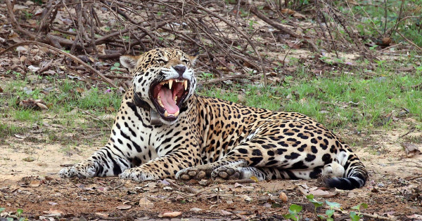 Borítókép: Ezeknek az állatoknak a legdurvább a harapása