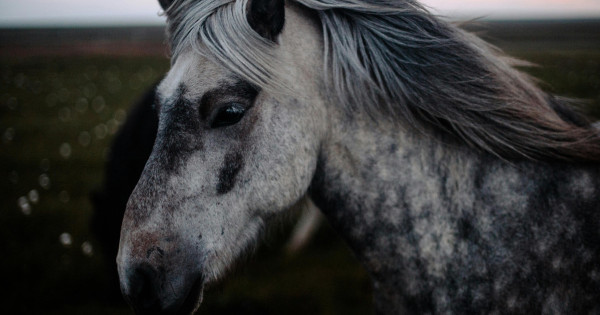 Borítókép: 6 állatjegy, akit fergeteges szerencse ér júniusban: ez vár ránk a Fém-Ló hónapjában az asztrológus szerint!