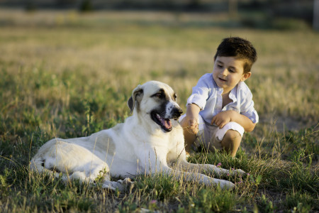 Borítókép: A betörők rémálmaiban ez a 20 kutyafajta szerepel: őrző-védő kutyák, akik bármi áron megvédik a gazdit