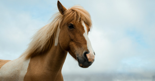 Kép