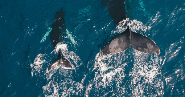 Borítókép: Meglepő rejtélyek az óceán mélyéről: 10 dolog, amit eddig még nem tudtál - Mutatjuk!